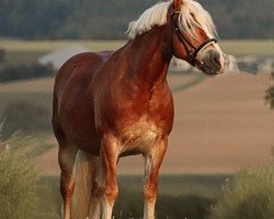 Pferd Nelson (Haflinger, 2005, von Nathian (3,125% ox))