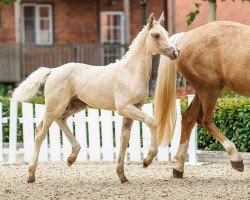 foal by Bellevue (Little German Riding Horse, 2024, from Bon Esprit)