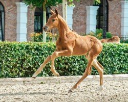 foal by Ravello (Hanoverian, 2024, from Raven)