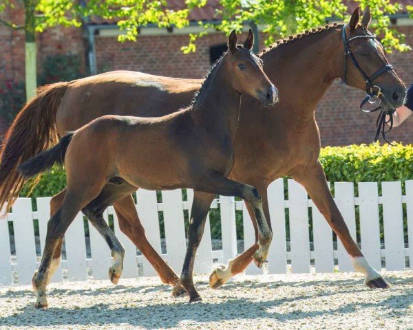 foal by Hengst von Follow Him's Sc / Swarovski (Hanoverian, 2024, from Follow Him´s Schönweide)