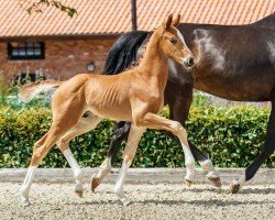 foal by Bonaparte (Hanoverian, 2024, from Bon Esprit)