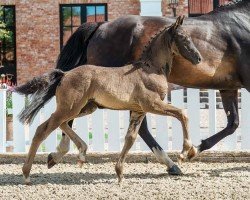 foal by Stute von Bon Esprit / Bretton Woods (Oldenburg, 2024, from Bon Esprit)