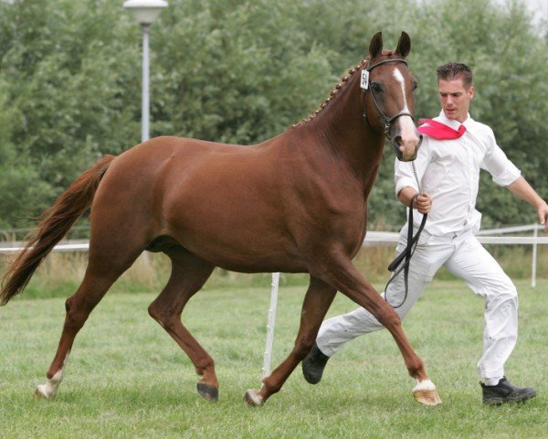 Zuchtstute Leonie van Stal Arco (Nederlands Rijpaarden en Pony, 1999, von Casper)