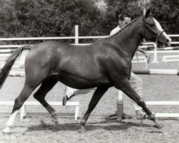 Zuchtstute Antana (Nederlands Rijpaarden en Pony, 1989, von Nimb ox)