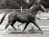 broodmare Antana (Nederlands Rijpaarden en Pony, 1989, from Nimb ox)