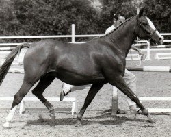 broodmare Antana (Nederlands Rijpaarden en Pony, 1989, from Nimb ox)