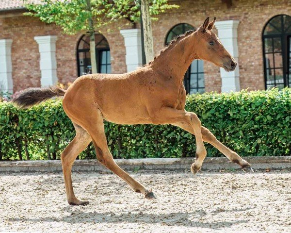 foal by Fabius (Westphalian, 2024, from Follow Him´s Schönweide)