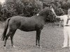 broodmare Santana (Nederlands Rijpaarden en Pony, 1980, from Conquistador)