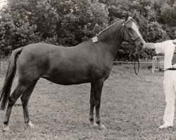 broodmare Santana (Nederlands Rijpaarden en Pony, 1980, from Conquistador)