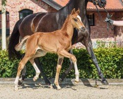 foal by Filippo (Westphalian, 2024, from Follow Up)