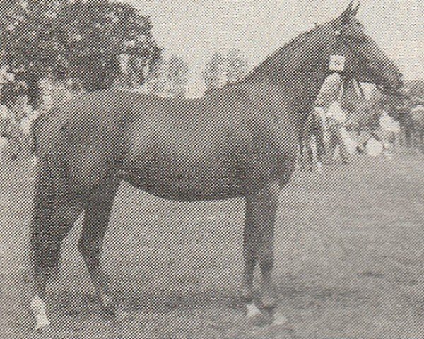 Zuchtstute Nimbra's Baynet (Nederlands Rijpaarden en Pony, 1986, von Nimb ox)