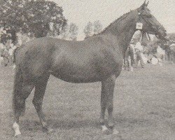 broodmare Nimbra's Baynet (Nederlands Rijpaarden en Pony, 1986, from Nimb ox)