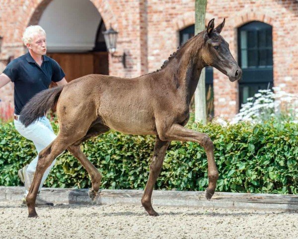 foal by Stute von Follow Him's Schönweide / Connor (Holsteiner, 2024, from Follow Him´s Schönweide)