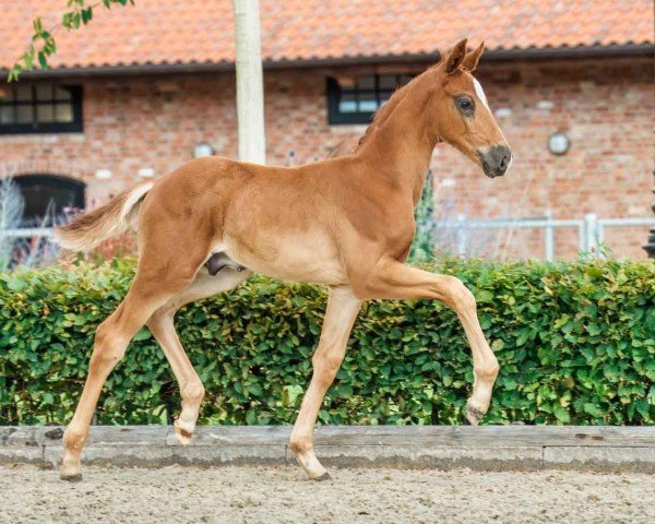 Fohlen von Benito (Westfale, 2024, von Bon Esprit)