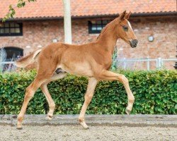 foal by Benito (Westphalian, 2024, from Bon Esprit)