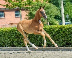 foal by Beau (Oldenburg, 2024, from Bon Esprit)