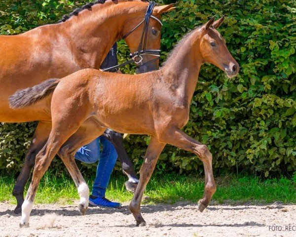 foal by Emandine (Hanoverian, 2024, from Escaneno)