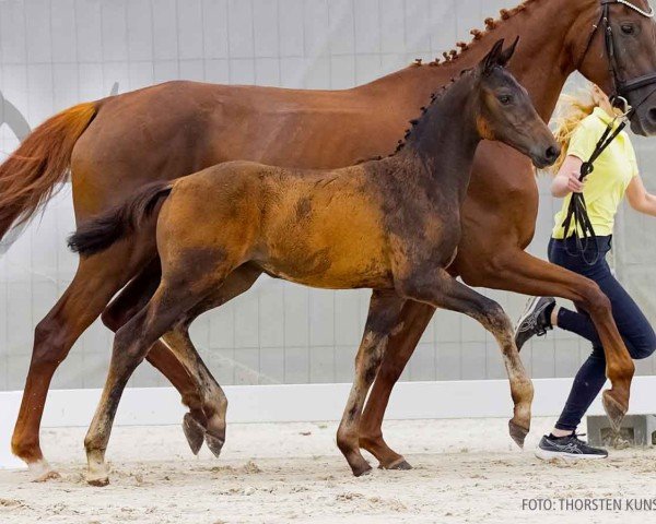 foal by Dancing Queen M (Hanoverian, 2024, from Dynamic Dream)