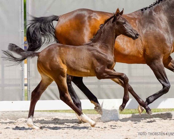 foal by Kalle Cool (Hanoverian, 2024, from Khedira)