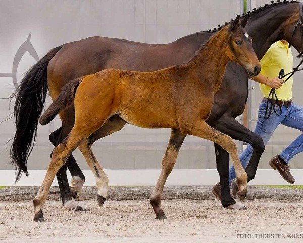 foal by Breaking News (Hanoverian, 2024, from Bon Esprit)