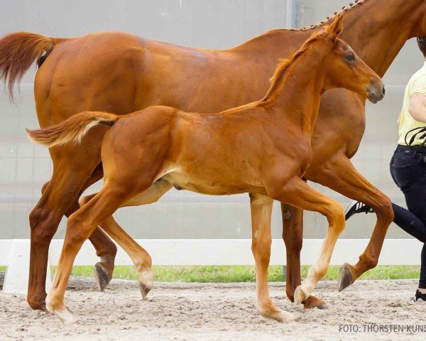 foal by Invictus TF (Hanoverian, 2024, from Iowa Gold)