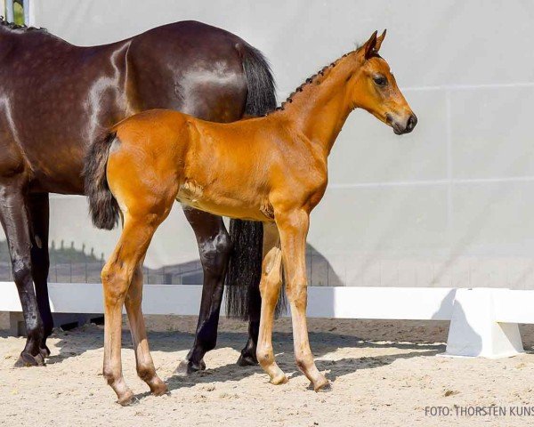 foal by D'amour (Hanoverian, 2024, from Dream Royal)