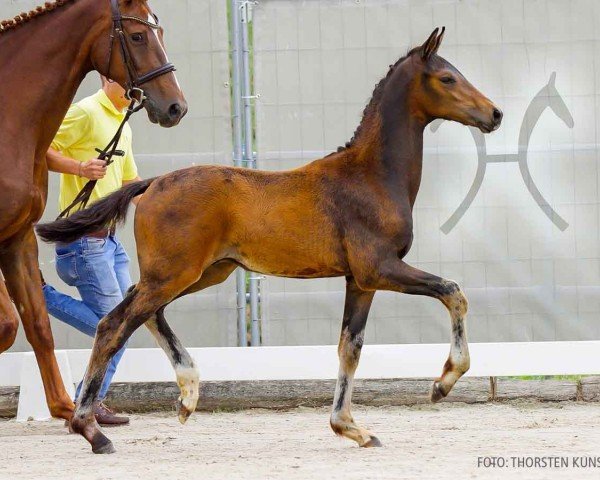 foal by Don't worry (Hanoverian, 2024, from Dynamic Dream)