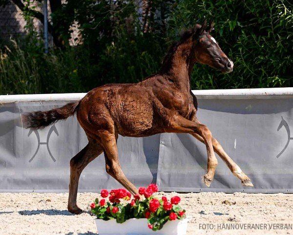 foal by Segalina (Hanoverian, 2024, from Segantini 6)