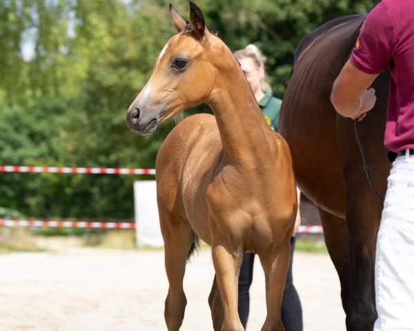 Fohlen von Sola (Kleines deutsches Reitpferd, 2024, von Cadlanvalley Sir Ivanhoe)