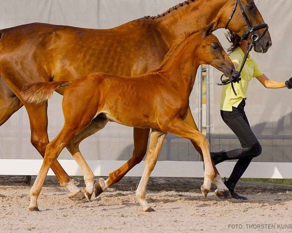 foal by D-Day (Hanoverian, 2024, from Dynamic Dream)