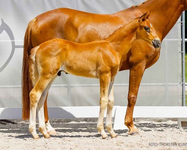 foal by Romero (Hanoverian, 2024, from Revolution)