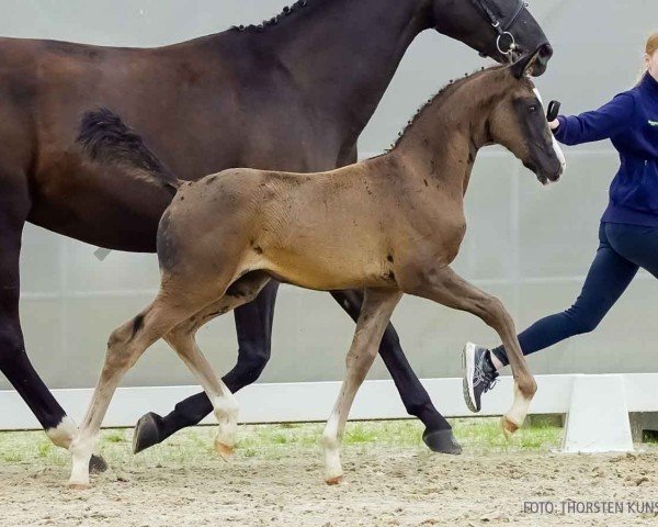 foal by Voll verliebt (Hanoverian, 2024, from V-Power)