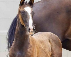 foal by Voll verliebt (Hanoverian, 2024, from V-Power)