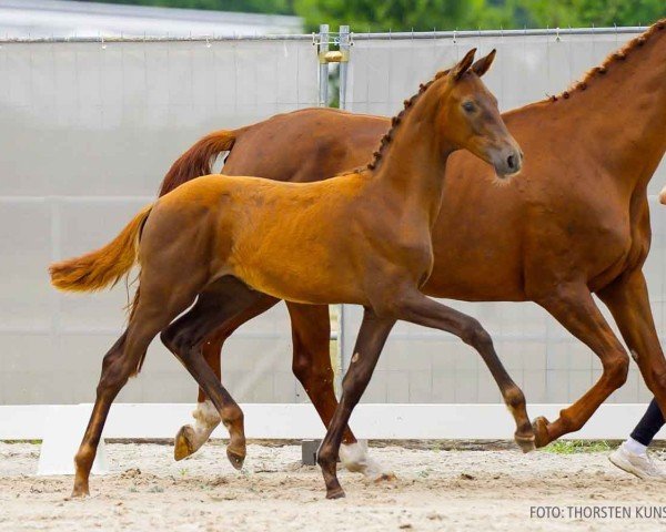 foal by Milk&Sugar (Hanoverian, 2024, from Macchiato)