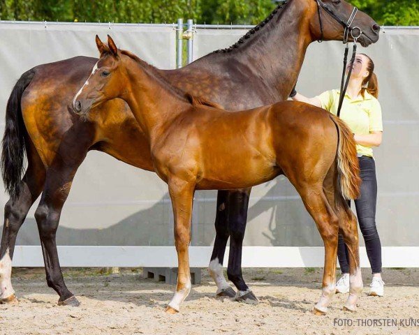 foal by Diego (Hanoverian, 2024, from Dynamic Dream)