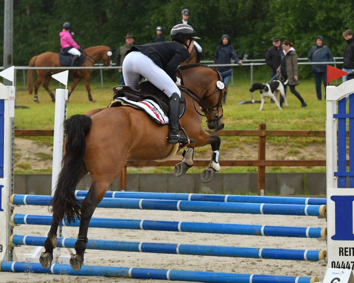jumper Moin Aaron (Pony without race description, 2014)