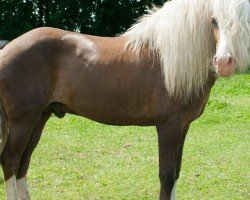 stallion Dagfari frá Sauðárkróki (Iceland Horse, 2009, from Hrödur fra Refsstödum)