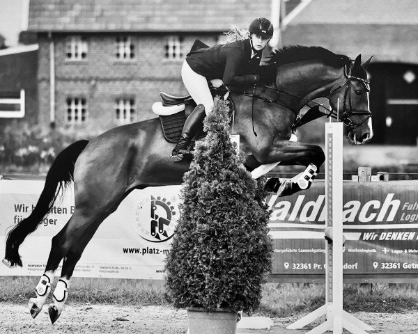 jumper Diamant de Fleurs (Holsteiner, 2017, from Diamant de Semilly)