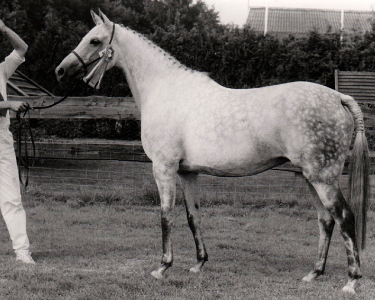 Zuchtstute Wimborn Lucinda AA (Anglo-Araber, 1971, von Royal Greylight AA)