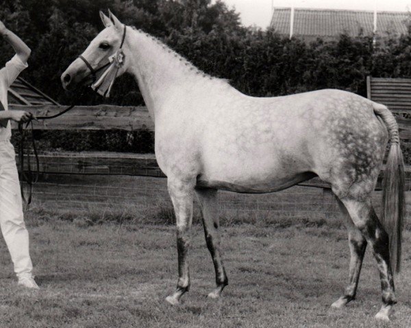 broodmare Wimborn Lucinda AA (Anglo-Arabs, 1971, from Royal Greylight AA)