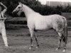 broodmare Wimborn Lucinda AA (Anglo-Arabs, 1971, from Royal Greylight AA)