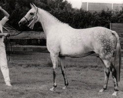 Zuchtstute Wimborn Lucinda AA (Anglo-Araber, 1971, von Royal Greylight AA)