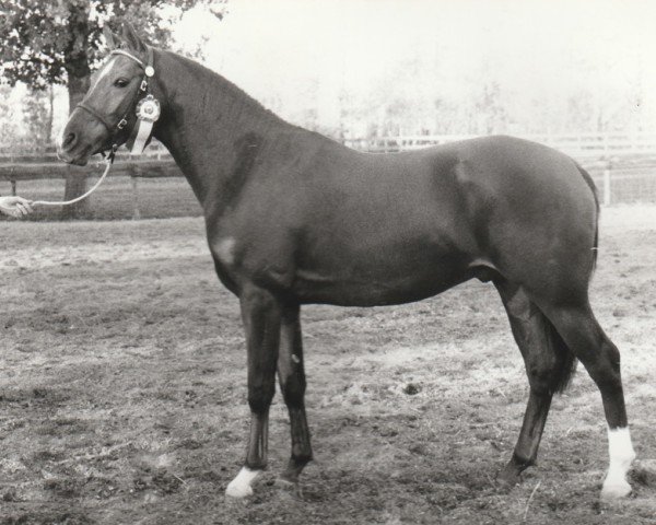 jumper Alympia (Nederlands Rijpaarden en Pony, 1987, from Aron)