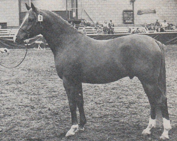 Deckhengst Aron (Nederlands Rijpaarden en Pony, 1980, von Abdullah 1975 ox)