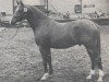 stallion Aron (Nederlands Rijpaarden en Pony, 1980, from Abdullah 1975 ox)