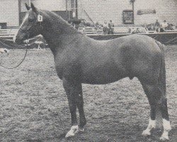 stallion Aron (Nederlands Rijpaarden en Pony, 1980, from Abdullah 1975 ox)