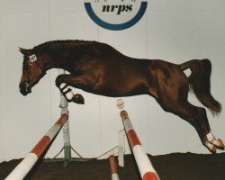 Deckhengst Allure (Nederlands Rijpaarden en Pony, 1994, von Alympia)