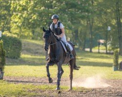 dressage horse Goldrichtig (Hanoverian, 2012, from Goldfever II)