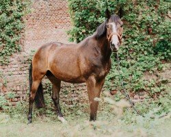 horse Moon Light 18 (Trakehner, 2009, from Union Jack)