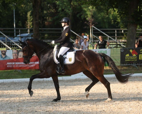 dressage horse Asgard's Dassia (Oldenburg, 2017, from Tannenhof's Fahrenheit)